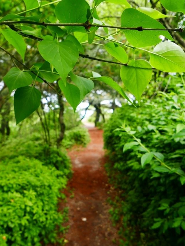 Came for a Walk, Ended Up in a Nature Daydream