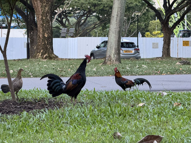 🌳 Family Fun at West Coast Park