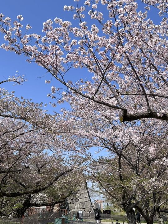 2025年4月初福岡追櫻之旅