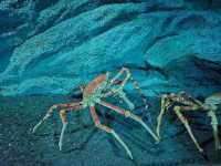 夢幻光影海底世界、南美海獅秀、打卡限定周邊一次滿足！