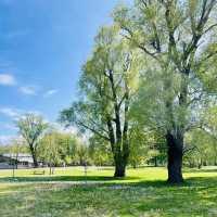 羅馬街公園·美麗綠洲