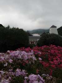A Glimpse of Fuji, A Flood of Emotion