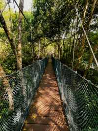 City Mangrove Park – A Perfect Summer Escape into Nature