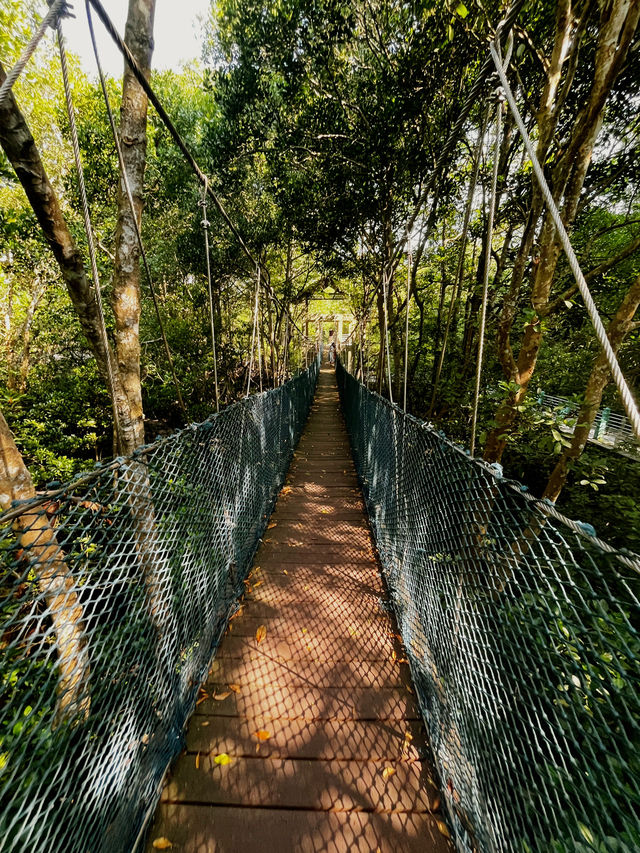 City Mangrove Park – A Perfect Summer Escape into Nature