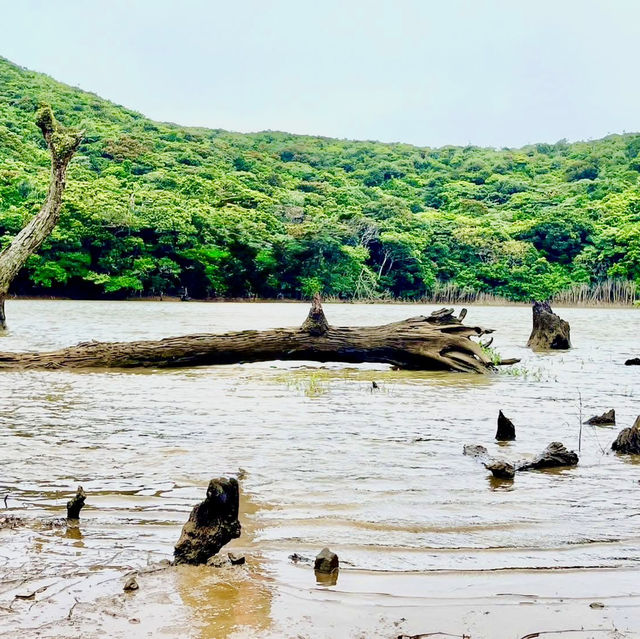 蘭嶼輕鬆健行的登山步道～大天池