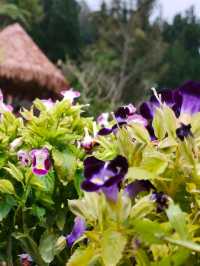 🌺 สวนหมื่นบุบผา (Thousand Flowers Garden)