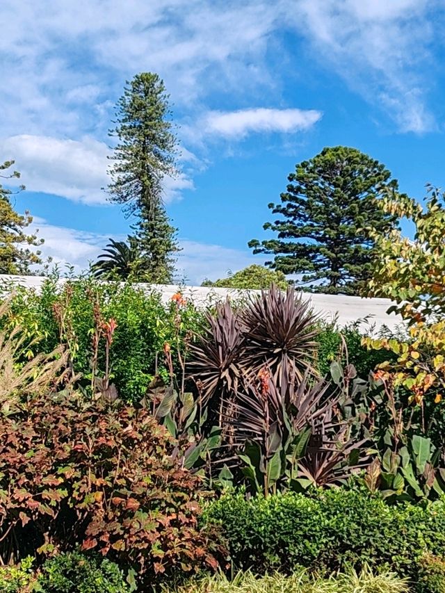 倾斜的绿色丰碑：以库克为名的松树，如何混淆了植物学百年？