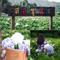 ที่เที่ยวเชียงใหม่ 🌻🌿