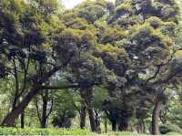 Ueno Park