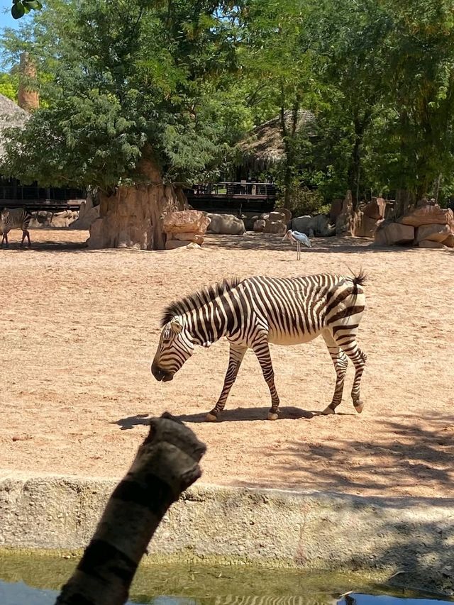You Gotta See Bioparc Valencia, It’s Wild in the Best Way
