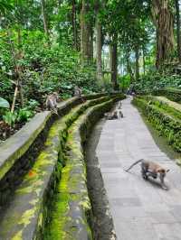 Monkey Forest, Ubud