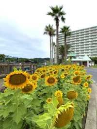 【千葉】 海岸にラクダ？ 絶景スポット