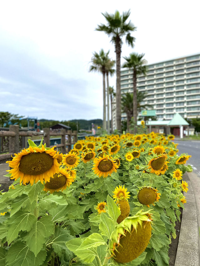 【千葉】 海岸にラクダ？ 絶景スポット
