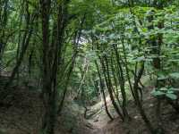 Forest Trails & Monastery Feels