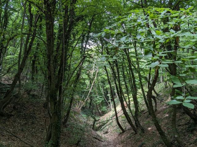 Forest Trails & Monastery Feels