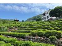 Longjing Village 🍵 