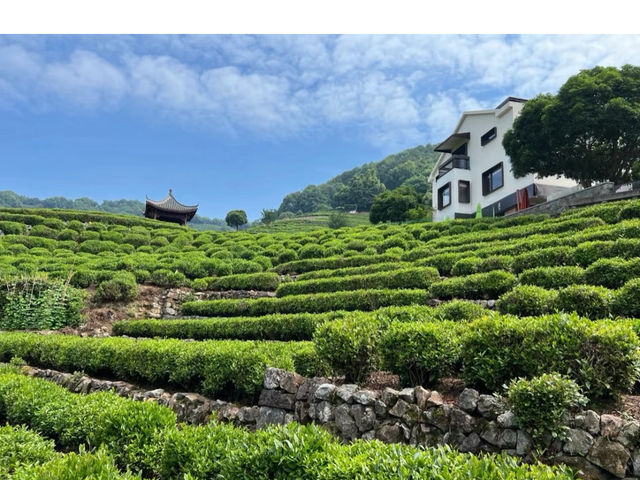 Longjing Village 🍵 