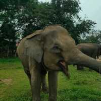 Way Kambas National Park, Lampung