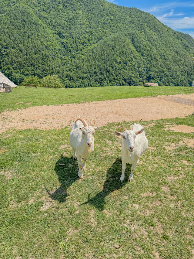 💚여름 스위스가 생각났던 태백의 몽토랑 산양목장🐏