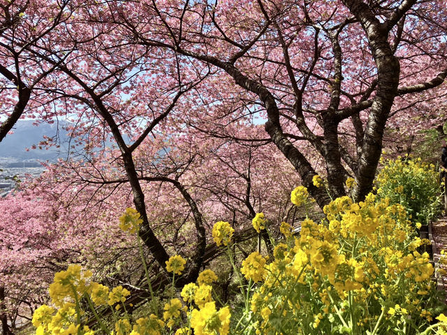 西平畑公園