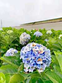 萬清花村