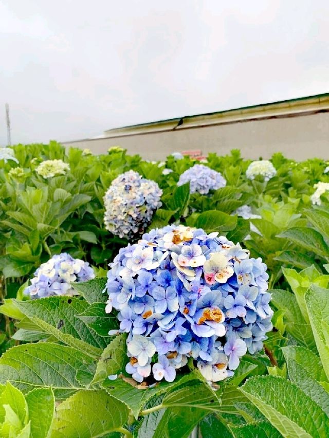 萬清花村