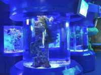 A Stroll Under the Sea in Shanghai Haichang Ocean Park