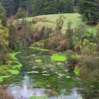 Te Waihou Walkway – New Zealand’s Hidden Gem of Crystal Waters 