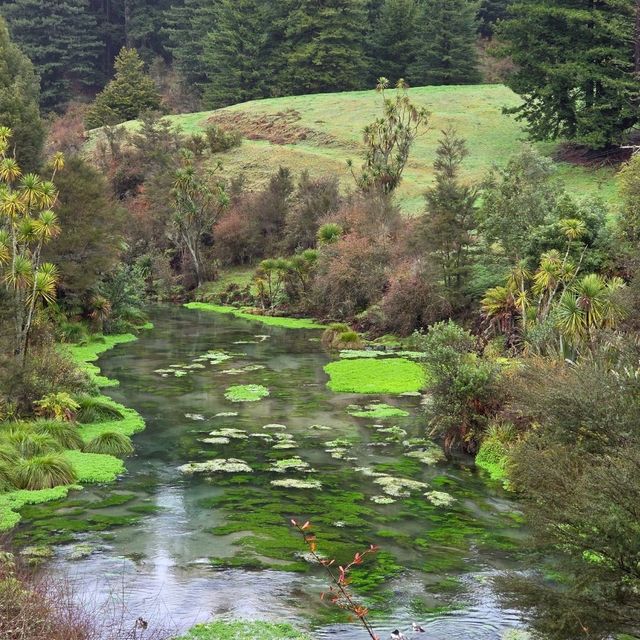 Te Waihou Walkway – New Zealand’s Hidden Gem of Crystal Waters 