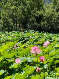 Xianghu Lotus Garden – A Monet Dream Come Alive