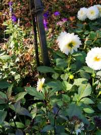 Bern's Rose Garden: A Floral Paradise Where Blooms and Beauty Intertwine