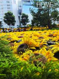 ถ่ายรูปสวนดอกทานตะวัน สถานีนาโกย่า