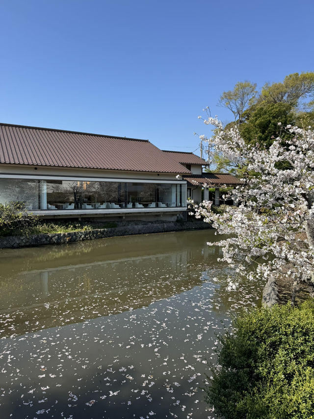 【鎌倉】桜シーズンのかまくら