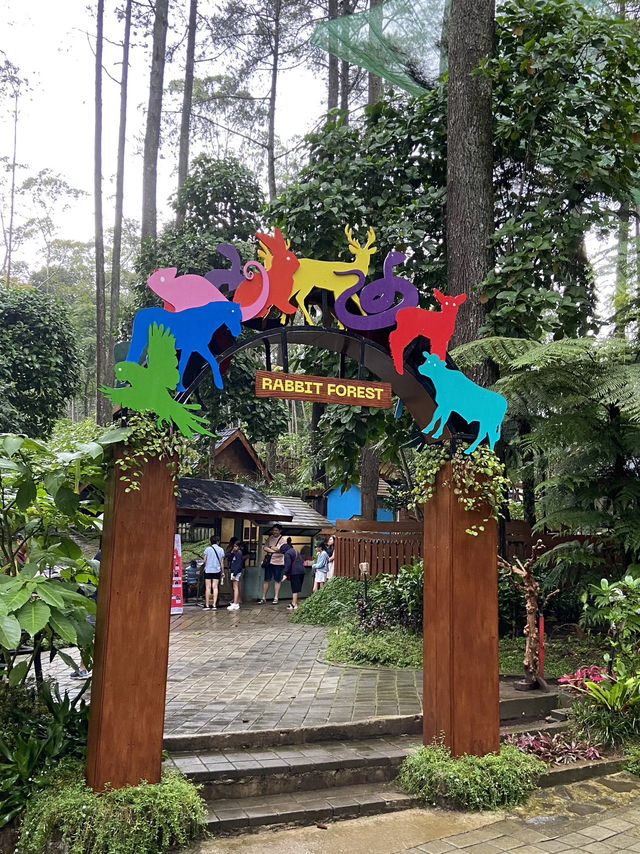 A Thrilling Sensation Crossing the Wood Bridge in Orchid Forest Cikole