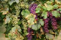 Alsace Wine Route