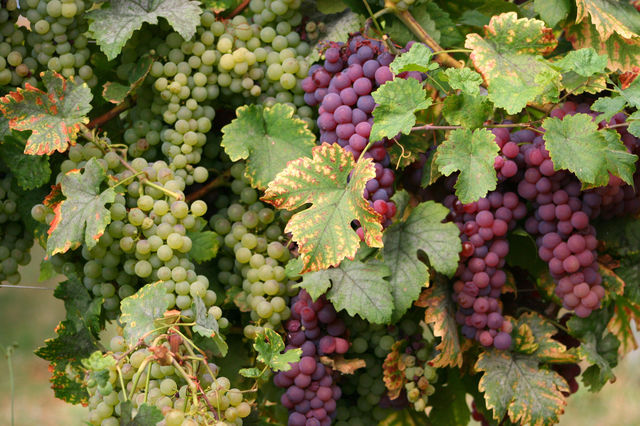 Alsace Wine Route