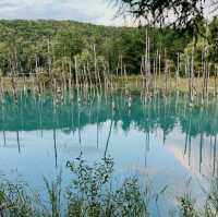 Dreamscape in Blue: My Solo Trip to the Blue Pond, Hokkaido
