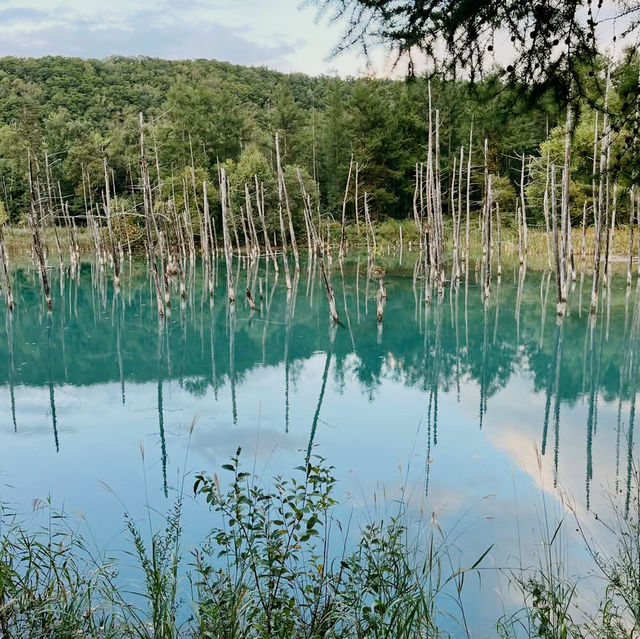 Dreamscape in Blue: My Solo Trip to the Blue Pond, Hokkaido