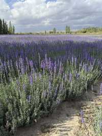 Experience exotic 4 seasons in a day in Northern Xinjiang