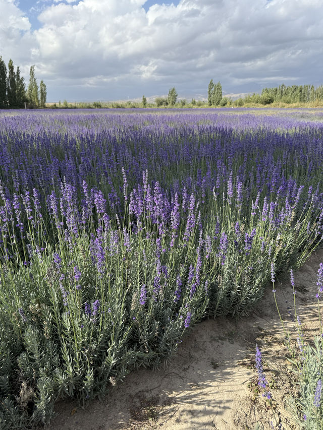 Experience exotic 4 seasons in a day in Northern Xinjiang Experience exotic 4 seasons in a day in Northern Xinjiang