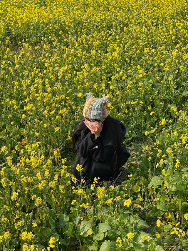 제주 동부 유채꽃밭 포토스팟 체험기 🌼