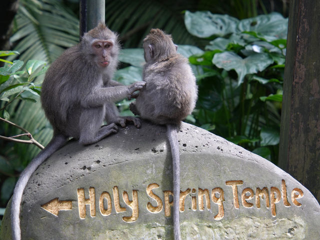 馬騮搶鏡！峇里島嘅聖猴森林保護區🐒