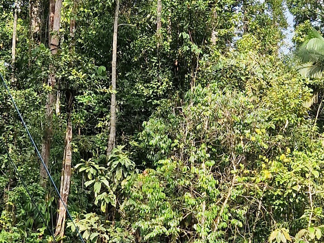 Semenggoh Wildlife Centre - Malaysia 