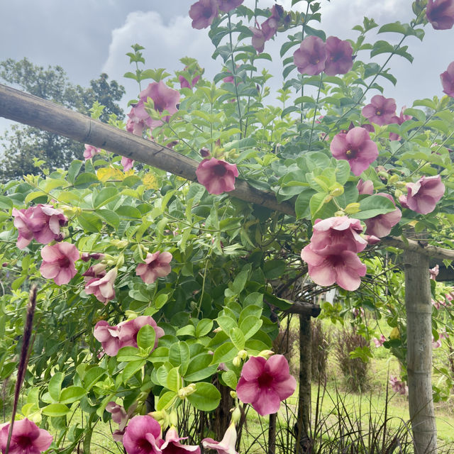 🇹🇭不騎大象也能裝可愛「Elefin Farm & Cafe」