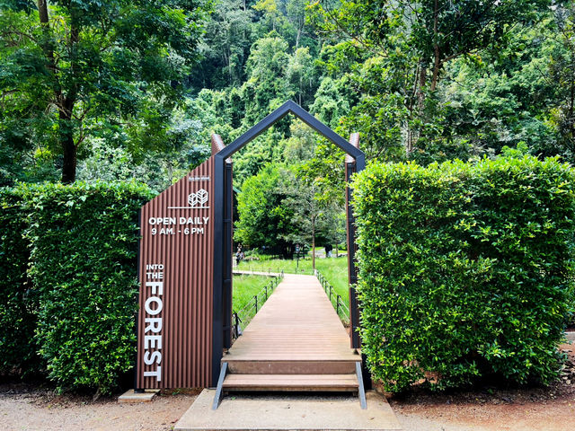 Into the forest Krabi