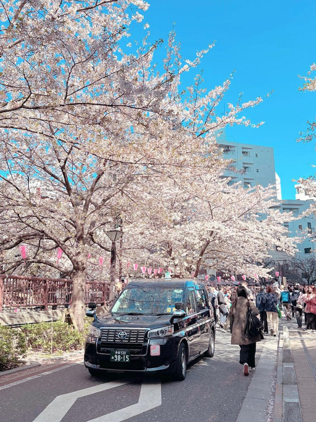 Tokyo Sakura Blossom Season Tokyo Sakura Blossom Season