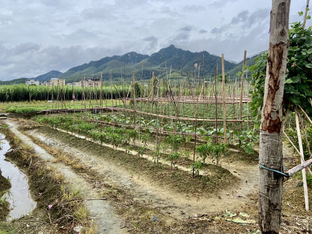 陰晴樹影下的野外漫步體驗🌴三坑鎮的水鄉風情和傳統墟市🌟 陰晴樹影下的野外漫步體驗🌴三坑鎮的水鄉風情和傳統墟市🌟