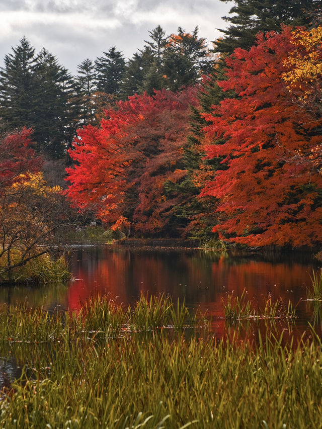 【旅行前に見て】観光攻略付‼️水鏡に映る優雅な紅葉を楽しむリゾート散策へ🍁✨ 🚶 【旅行前に見て】観光攻略付‼️水鏡に映る優雅な紅葉を楽しむリゾート散策へ🍁✨ 🚶