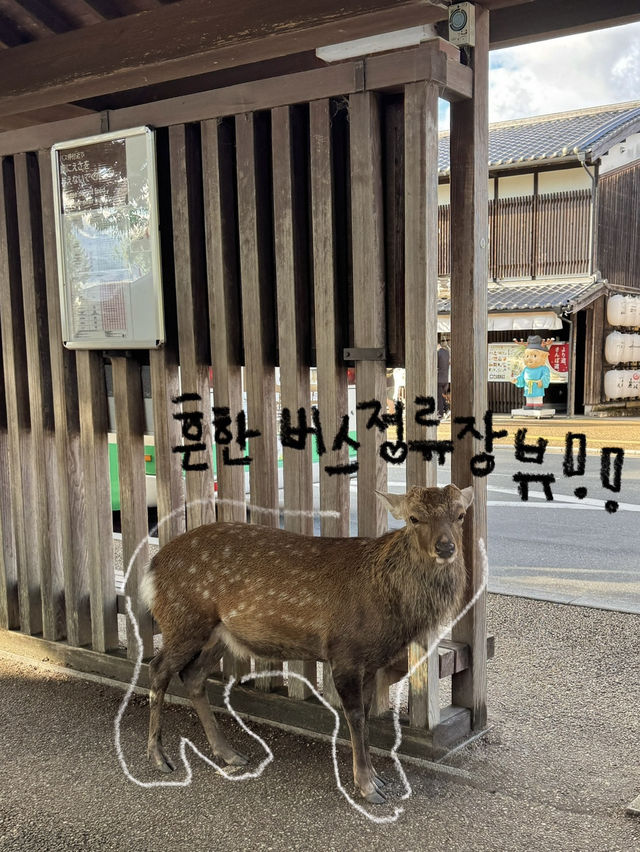 정말 나라는 “사슴의 도시”란 말이 딱이에요!🫎✔️