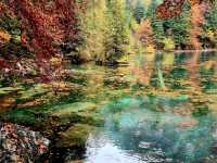 Trout farm and restaurant